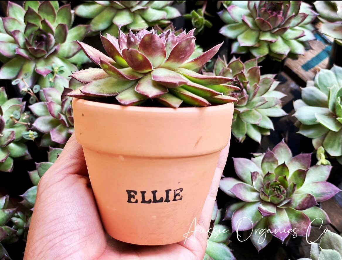 PERSONALISED SPA GIFT SET WITH LIVE SUCCULENT